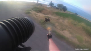 Always carry a gun, always be safe... AKA rottweilers attack.